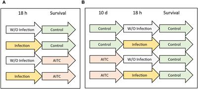 Effect of allyl-isothiocyanate on survival and antimicrobial peptide expression following oral bacterial infections in Drosophila melanogaster